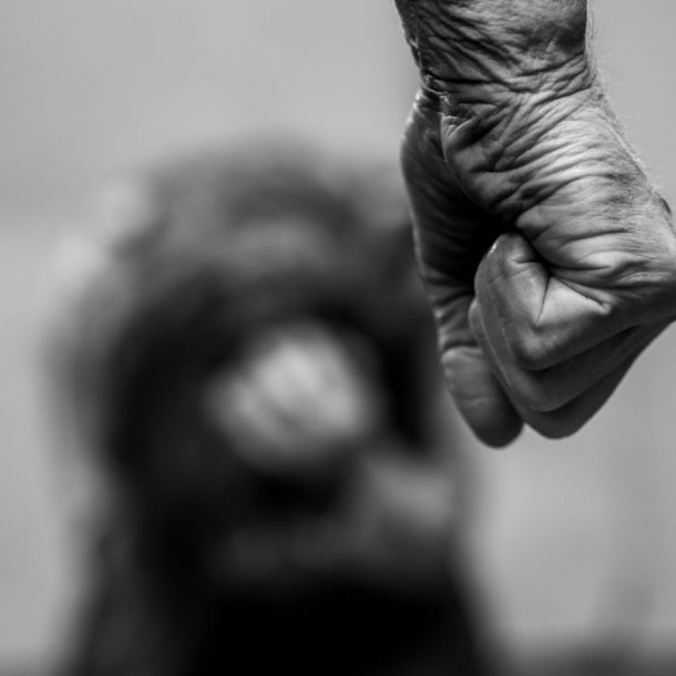 The Continuum of Violent Personalities (1CE)